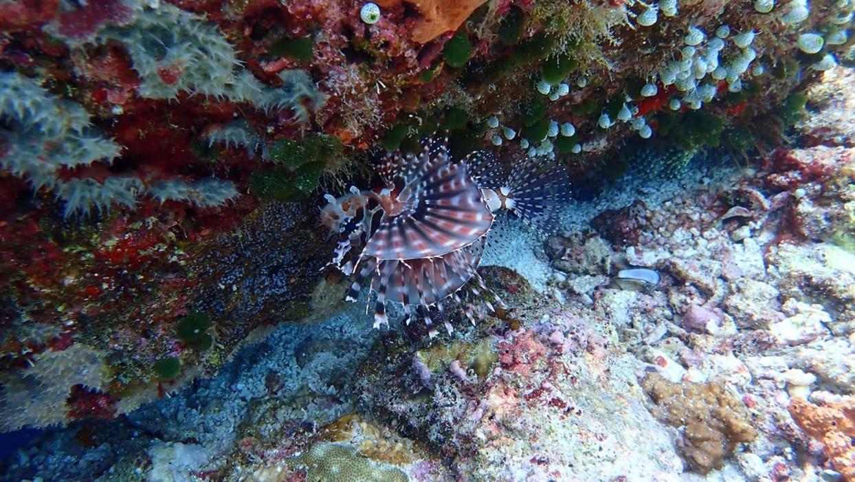Wakatobi Patuno Diving And Beach Resort By Sahid Wanci Exterior foto
