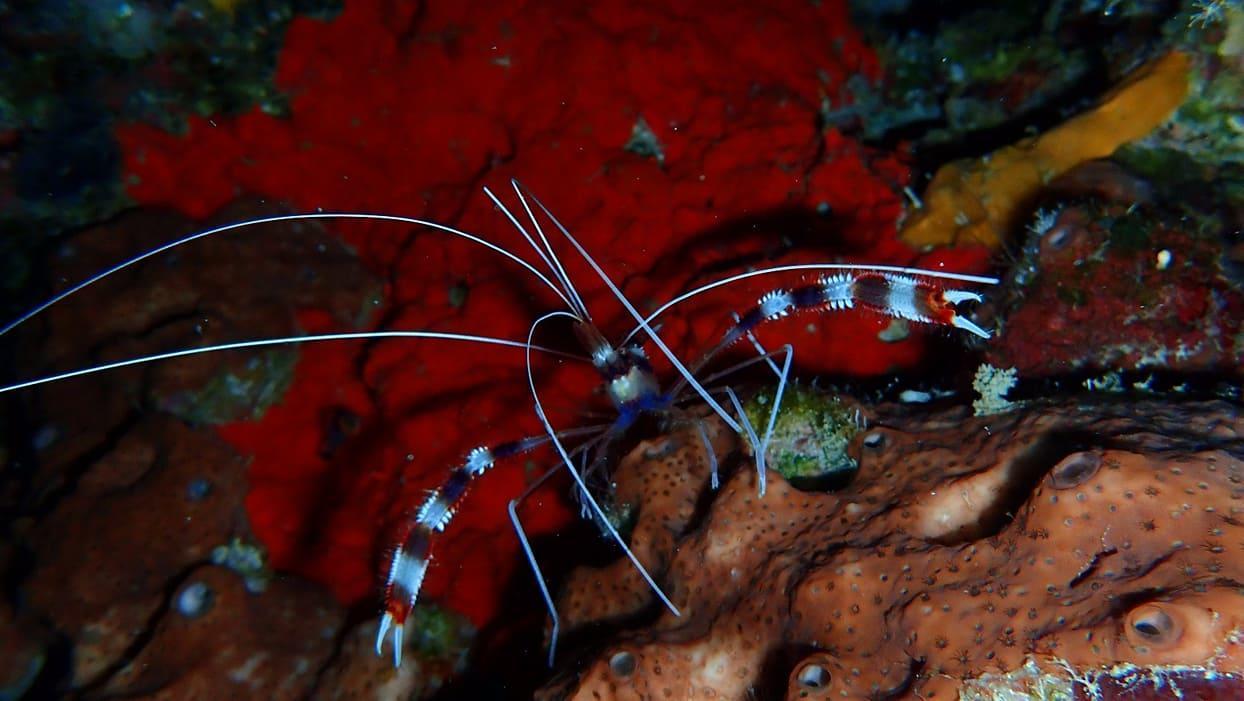 Wakatobi Patuno Diving And Beach Resort By Sahid Wanci Exterior foto