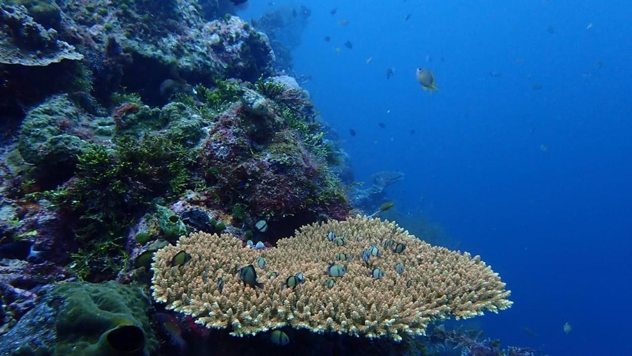 Wakatobi Patuno Diving And Beach Resort By Sahid Wanci Exterior foto